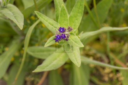 Anchusa officinalis, el bugloss común o alkanet. Las pequeñas flores radialmente simétricas son azul zafiro