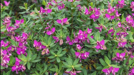 The finial Polygala myrtifolia - distinctive flowers in violet. Flowering ornamental plants for garden, park, balcony. Landscape design concept