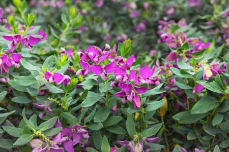 The finial Polygala myrtifolia - distinctive flowers in violet. Flowering ornamental plants for garden, park, balcony