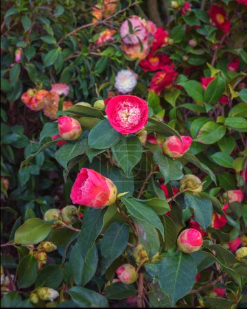 Camellia japonica, common camellia, or Japanese camellia. Flowering ornamental plants for garden, park, balcony. Landscape design concept