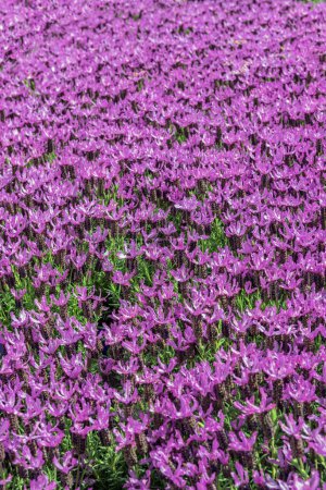 Lavandula stoechas, topped lavender or French lavender. Flowering ornamental plants for garden, park, balcony. Vertical photo