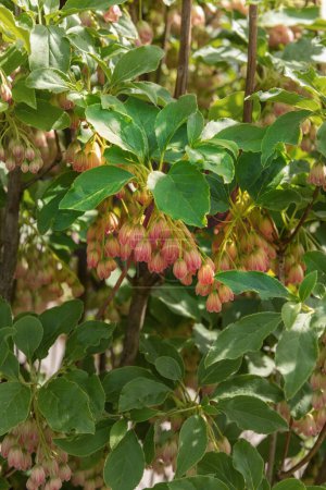 Urin-tsutsuji ou enkianthus à nervures rouges, Enkianthus campanulatus, un arbuste étroit, dressé et caduc aux fleurs blanc crème en forme de cloche aux nervures rouges. Photo verticale