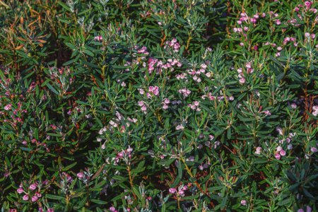 The rosemary heath, Andromeda polifolia, pennyroyal, lavender heath, pennyroyal heath, and marsh rosemary. Flowering ornamental plants for gardens, and parks. Landscape design concept