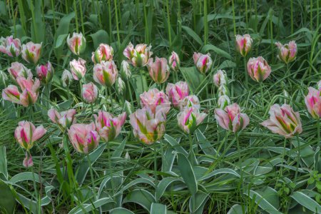 Foto de Variedades exóticas de tulipanes blanco-rosados en los Países Bajos. Diseño de flores para jardines y parques. Paisaje primavera - Imagen libre de derechos