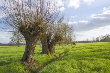 Salix caprea - willow grove. Spring Landscape with several willows grow in the meadow, Germany