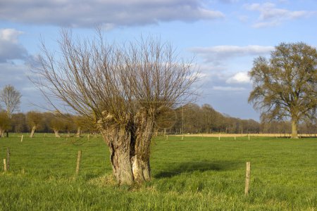 Salix caprea - Weidenhain. Frühlingslandschaft mit mehreren Weiden auf der Wiese, Deutschland