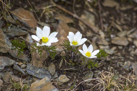 Téléchargez les photos : Fleur alpine, Pulsatilla Alpina - fleurs dans les Alpes, Dolomites de Lienz en Autriche. Tyrol de l'Est - en image libre de droit