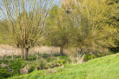 Salix caprea - sauce arbolado. Paisaje de primavera con varios sauces crecen en el prado, Alemania