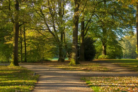 Árboles viejos en el parque, castillo Moyland, Weeze, Alemania
