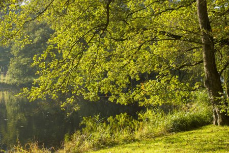 Téléchargez les photos : Vieux arbres dans le parc, château Moyland, Weeze, Allemagne - en image libre de droit