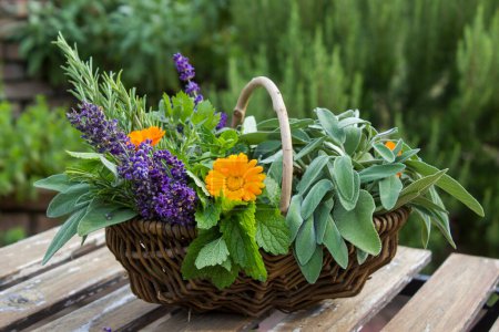 Téléchargez les photos : Herbes fraîchement récoltées dans un panier sur une table - en image libre de droit