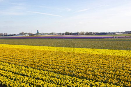 Téléchargez les photos : Champ de fleurs de printemps aux Pays-Bas - narcisse jaune - en image libre de droit