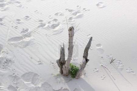 Téléchargez les photos : Empreintes de pas dans le sable dans les Pays-Bas, Nature motif arrière-plan. - en image libre de droit