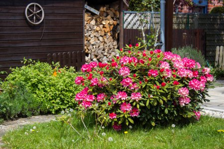 Téléchargez les photos : Jardin rustique fleurs rose rhododendron floraison - en image libre de droit