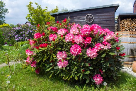 Téléchargez les photos : Jardin rustique fleurs rose rhododendron floraison - en image libre de droit