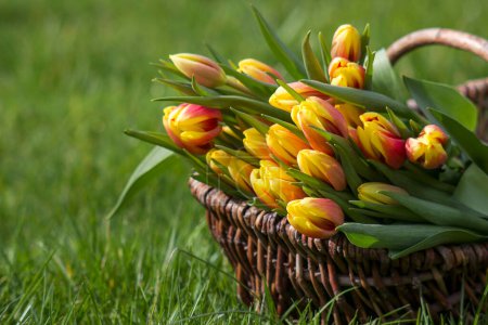 Téléchargez les photos : Tulipes fraîches colorées dans un panier en osier dans le jardin - en image libre de droit