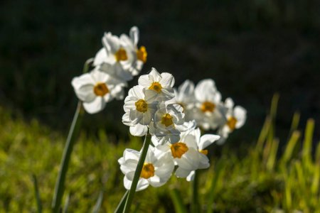 Téléchargez les photos : Narcisse fleurs dans le jardin, bokeh naturel - en image libre de droit