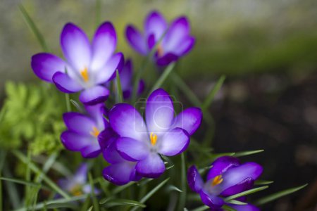 Téléchargez les photos : Fleurs de crocus dans le jardin fleurs de printemps foyer doux - en image libre de droit