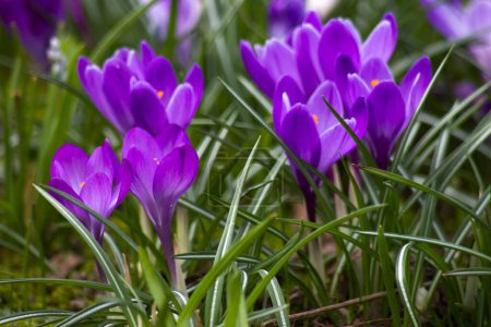 Téléchargez les photos : Fleurs de crocus dans le jardin fleurs de printemps - en image libre de droit