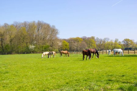 Horses on a spring pasture; Germany