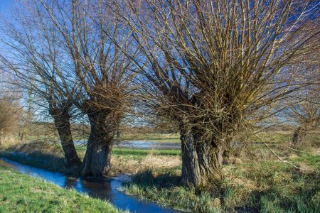 Téléchargez les photos : Salix caprea - sauteraie. Paysage d'hiver avec plusieurs saules poussent dans la prairie, Allemagne - en image libre de droit