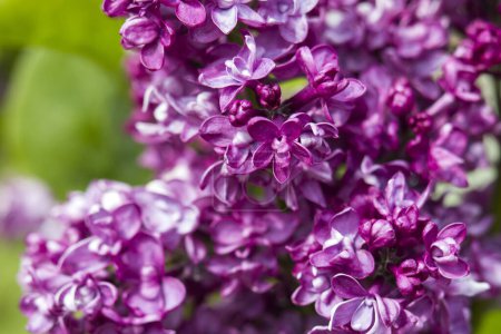 Téléchargez les photos : Blooming lilac flowers. Macro photo, soft focus - en image libre de droit