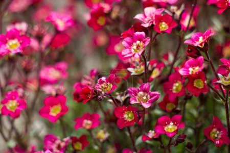 Téléchargez les photos : Lovely tiny red flowers. Soft focus photo - en image libre de droit