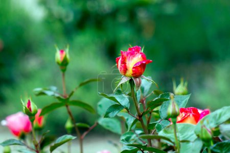 Téléchargez les photos : Rose rouge dans le jardin - gros plan - foyer doux - en image libre de droit