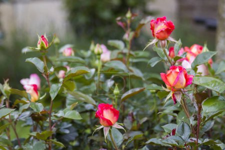 Téléchargez les photos : Roses rouges dans le jardin - gros plan - foyer doux - en image libre de droit