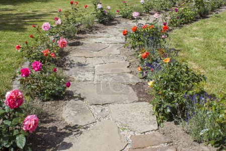 Téléchargez les photos : Chemin de jardin pavé de pierre et fleurs roses et lavande - en image libre de droit