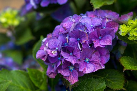 Téléchargez les photos : Macro image, blue hydrangea flower background - en image libre de droit