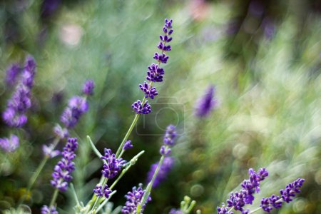 Téléchargez les photos : Lavender flowers in a garden - soft focus - en image libre de droit