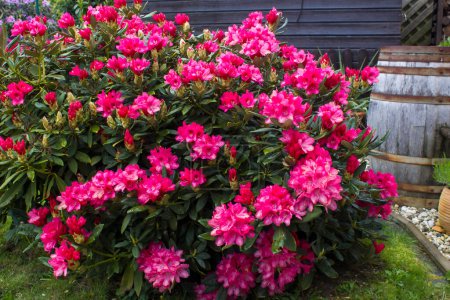 Téléchargez les photos : Fleurs roses en fleurs de rhododendron dans un jardin - en image libre de droit