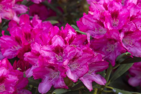 Téléchargez les photos : Fleurs roses en fleurs de rhododendron dans un jardin - en image libre de droit