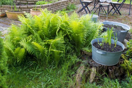 jardín rústico - helecho y plantas en tina de estaño
