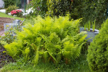 jardín rústico - helecho y plantas en tina de estaño