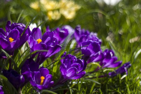 Téléchargez les photos : Fleurs de crocus - l'une des fleurs de printemps avec bokeh naturel - en image libre de droit