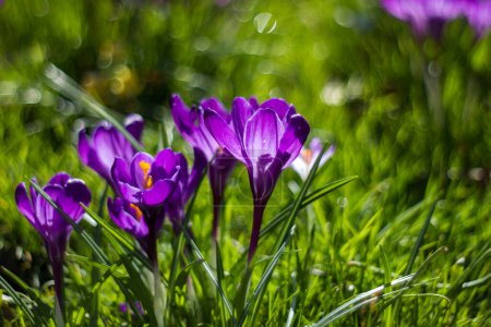 Téléchargez les photos : Fleurs de crocus - l'une des fleurs de printemps avec bokeh naturel - en image libre de droit