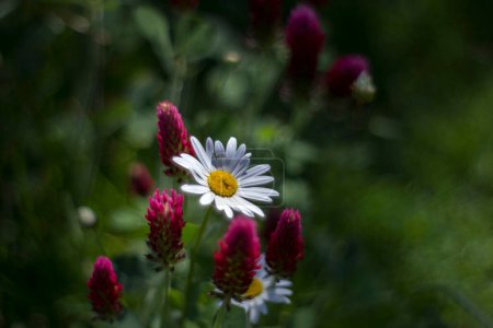 Ox-eye Daisy (Leucanthemum vulgare) and wildflowers  in a garden - secret garden - soft focus