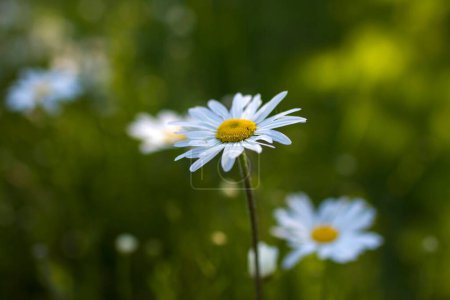 Téléchargez les photos : Ox-eye Daisy (Leucanthemum vulgare) in a garden - secret garden - soft focus - en image libre de droit