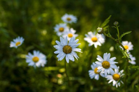Téléchargez les photos : Ox-eye Daisy (Leucanthemum vulgare) in a garden - secret garden - soft focus - en image libre de droit