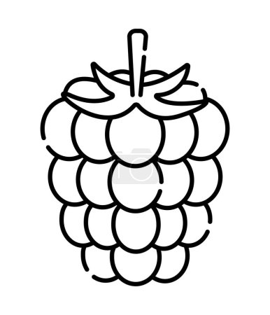 Illustration for Raspberry black and white vector line icon - Royalty Free Image