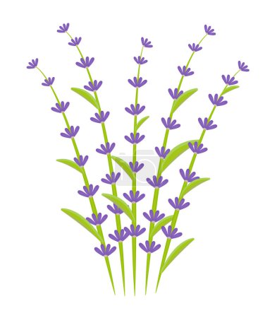 Photo for Bouquet of lavender, five twigs, colorful illustration - Royalty Free Image