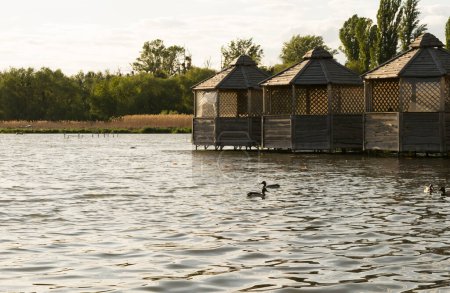 Photo for Wooden houses on the river against the background of reeds. Ducks swim in the foreground - Royalty Free Image