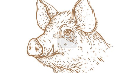 Ilustración de Cerdo, cabeza de cerdo. Vintage impresión retro, negro blanco cerdo boceto tinta lápiz estilo dibujo, grabar a la vieja escuela. Dibujo ilustración silueta cabeza de cerdo, fondo blanco. Perfil de vista lateral. Ilustración vectorial - Imagen libre de derechos