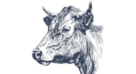 Illustration for Cow, bull, beef. Vintage retro print, black white cow, bull, beef sketch ink pencil drawing, engrave old school. Sketch artwork silhouette head cow. Side view profile beef bull. Vector Illustration - Royalty Free Image