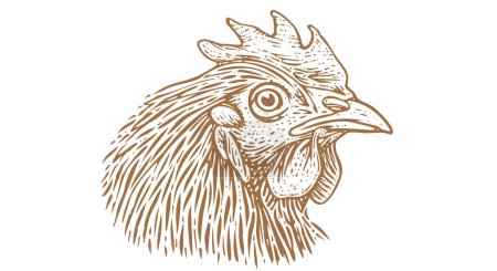 Illustration for Chicken, hen head. Vintage retro print, chicken sketch ink pencil style drawing, engrave old school. Sketch artwork silhouette head chicken, white background. Side view profile. Vector Illustration - Royalty Free Image