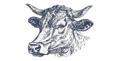 Illustration for Cow, bull, beef. Vintage retro print, black white cow, bull, beef sketch ink pencil drawing, engrave old school. Sketch artwork silhouette head cow. Side view profile beef bull. Vector Illustration - Royalty Free Image