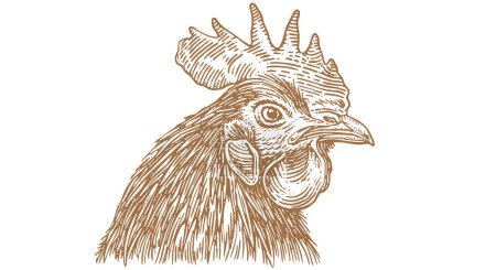 Illustration for Rooster, chicken, hen head. Vintage retro print, rooster sketch ink pencil style drawing, engrave old school. Sketch artwork silhouette head rooster chicken. Side view profile. Vector Illustration - Royalty Free Image