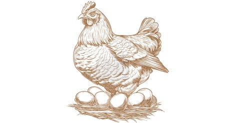 Ilustración de Pollo, gallina con nido, huevos. Vintage retro print, huevos de pollo boceto tinta lápiz estilo dibujo, grabar a la vieja escuela. Dibuja el dibujo de la silueta de pollo con nido, huevos. Ilustración vectorial - Imagen libre de derechos